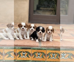 Cavalier King Charles Spaniel Puppy for Sale in MONTECITO, California USA