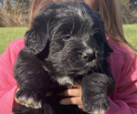 Puppy Chris Golden Mountain Dog