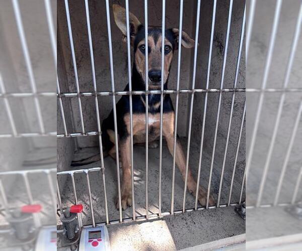 Medium Photo #1 German Shepherd Dog-Unknown Mix Puppy For Sale in Oklahoma City, OK, USA