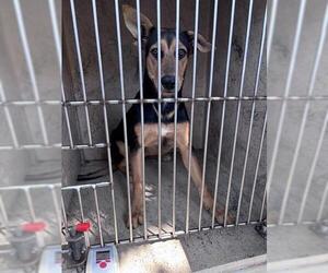 German Shepherd Dog-Unknown Mix Dogs for adoption in Oklahoma City, OK, USA