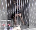 A480262 - Female German Shepherd Dog-Unknown Mix Dog for Adoption - Small photo