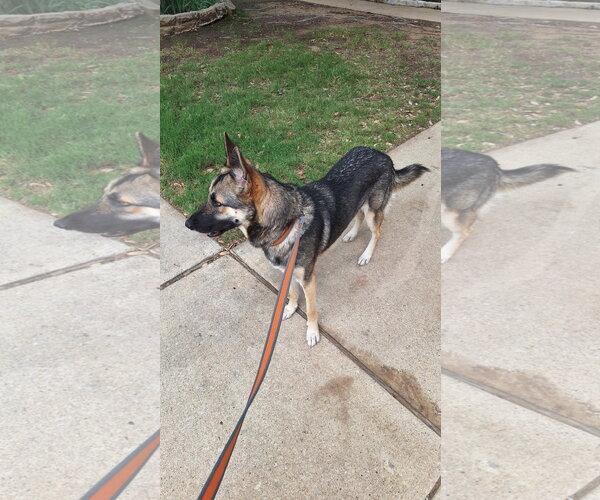 Medium Photo #2 German Shepherd Dog Puppy For Sale in Roanoke, TX, USA