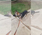 Small #1 German Shepherd Dog
