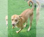 Small #1 Chihuahua Mix