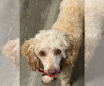 Small #1 Poodle (Toy)