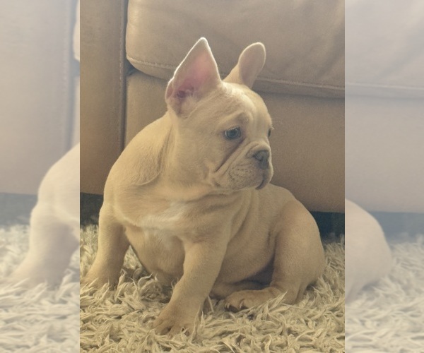 Medium Photo #5 French Bulldog Puppy For Sale in SUSSEX, WI, USA