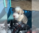 Puppy Gator Australian Shepherd