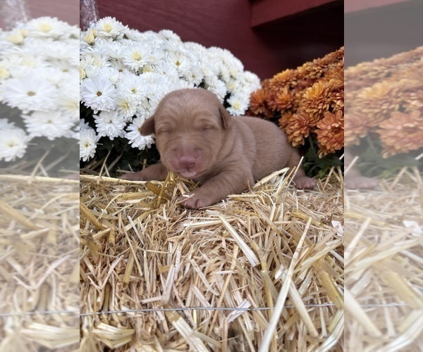 Medium Photo #25 Labrador Retriever Puppy For Sale in LEASBURG, MO, USA