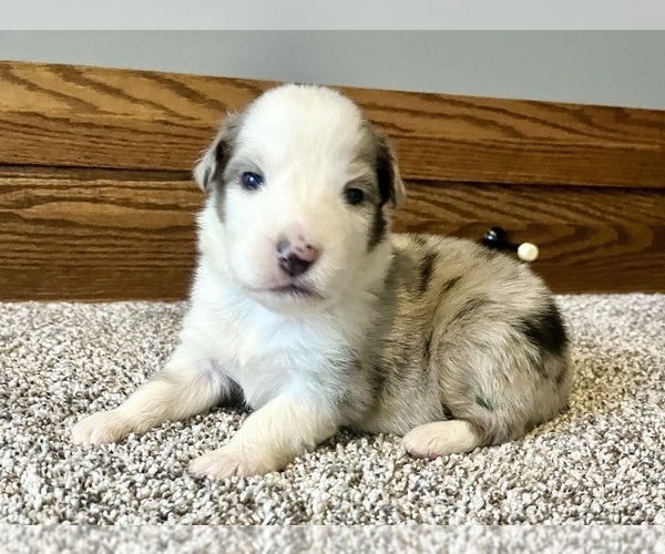Medium Photo #1 Australian Shepherd Puppy For Sale in LODA, IL, USA