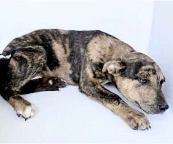 Medium Photo #1 Staffordshire Bull Terrier Puppy For Sale in Houston, TX, USA