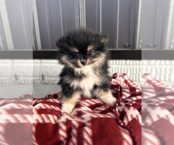 Medium Photo #3 Pomeranian Puppy For Sale in MIDDLEBURY, IN, USA