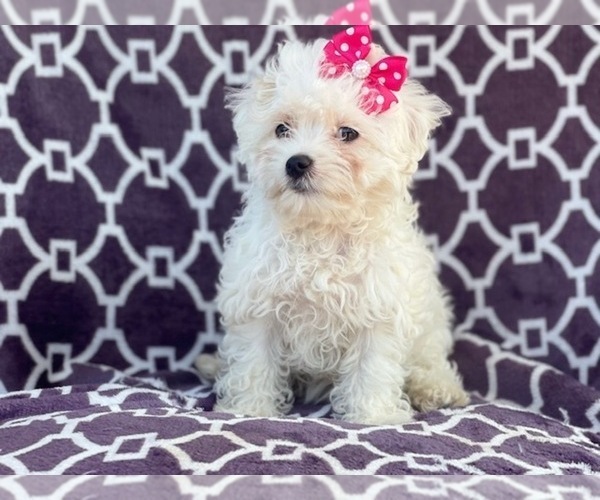 Medium Photo #14 Maltipoo Puppy For Sale in LAKELAND, FL, USA