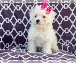 Small Photo #14 Maltipoo Puppy For Sale in LAKELAND, FL, USA