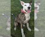 Small #5 American Pit Bull Terrier Mix