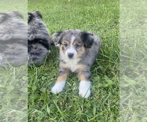 Australian Shepherd Puppy for sale in COBALT CITY, MO, USA