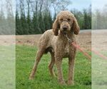Small Photo #1 Goldendoodle Puppy For Sale in CHAMBERSBURG, PA, USA