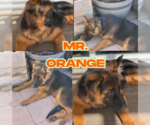Puppy Mr Orange German Shepherd Dog