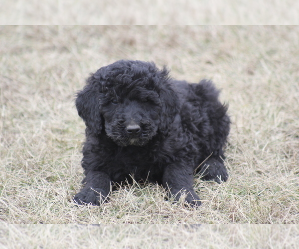 Medium Photo #2 Goldendoodle Puppy For Sale in MEMPHIS, MO, USA
