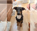 Small Photo #2 Bluetick Coonhound-Doberman Pinscher Mix Puppy For Sale in Lakewood, CO, USA
