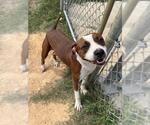 Small Mutt