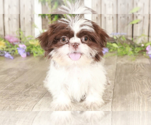 Shih Tzu Puppy for sale in MOUNT VERNON, OH, USA