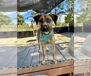 Black Mouth Cur-Unknown Mix Dogs for adoption in Frisco, CO, USA