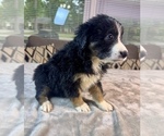 Small #8 Australian Shepherd