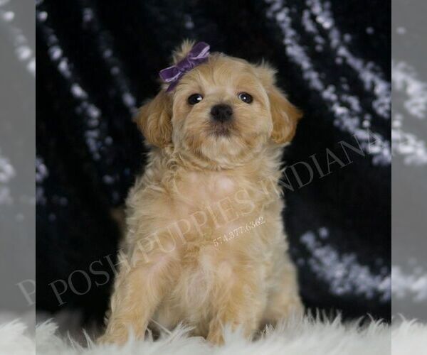 Medium Photo #75 Maltipoo (Miniature) Puppy For Sale in WARSAW, IN, USA