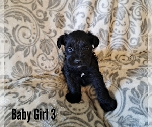 Schnauzer (Miniature) Puppy for sale in LAKEVILLE, OH, USA