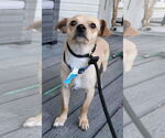 Small #2 Chihuahua
