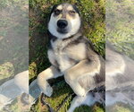 Small #8 Siberian Husky Mix