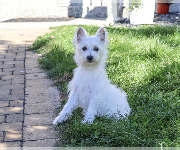 Medium Photo #5 West Highland White Terrier Puppy For Sale in SYRACUSE, IN, USA