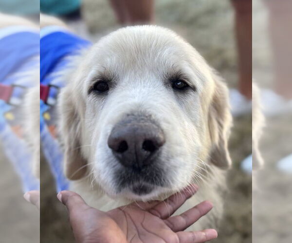 Medium Photo #1 Great Pyrenees Puppy For Sale in Dallas, TX, USA