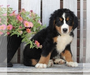 Bernese Mountain Dog Puppy for sale in FREDERICKSBURG, OH, USA