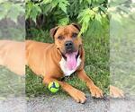 Small #1 Boxer Mix