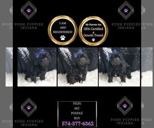 Poodle (Miniature) Puppy for sale in WARSAW, IN, USA