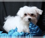 Small #6 Maltese