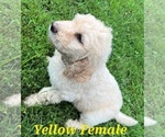 Puppy 3 Goldendoodle-Poodle (Standard) Mix