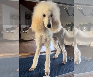 Mother of the Poodle (Standard) puppies born on 11/13/2025