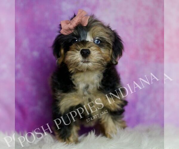 Medium Photo #1 Yorkipoo Puppy For Sale in WARSAW, IN, USA