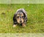 Small Photo #24 Dachshund Puppy For Sale in MILFORD, IN, USA
