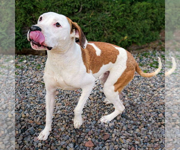 Medium Photo #4 American Staffordshire Terrier-Unknown Mix Puppy For Sale in Albuquerque, NM, USA