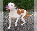 Small #3 American Staffordshire Terrier Mix