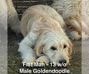 Golden Retriever Dogs for adoption in Studio City, CA, USA