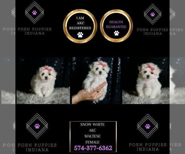 Medium Photo #29 Maltese Puppy For Sale in WARSAW, IN, USA