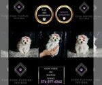 Small #5 Maltese