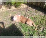 Small #7 American Pit Bull Terrier Mix