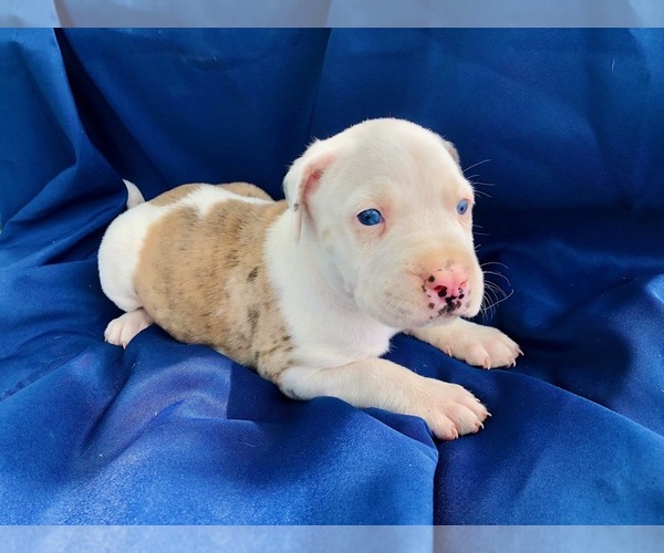 Medium Photo #13 Catahoula Leopard Dog-Unknown Mix Puppy For Sale in YELLVILLE, AR, USA