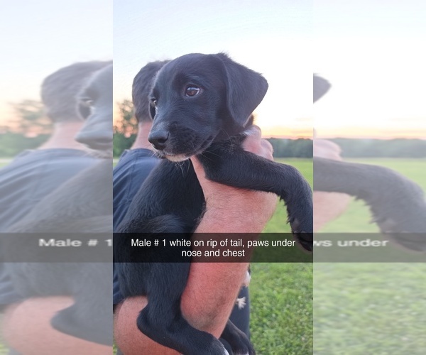 Medium Photo #2 Aussiedor Puppy For Sale in COOPERSTOWN, PA, USA