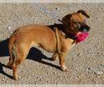 Small Photo #3 Doxle Puppy For Sale in Bandera, TX, USA